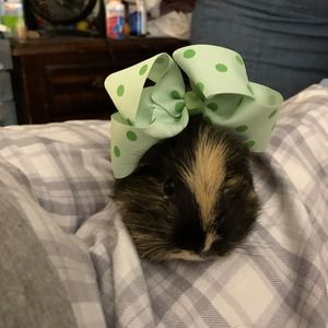 Meet your Posher, Margaret